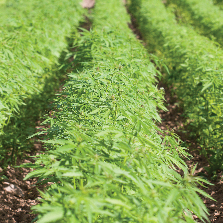 EPA seeks public comment on registering pesticides for hemp